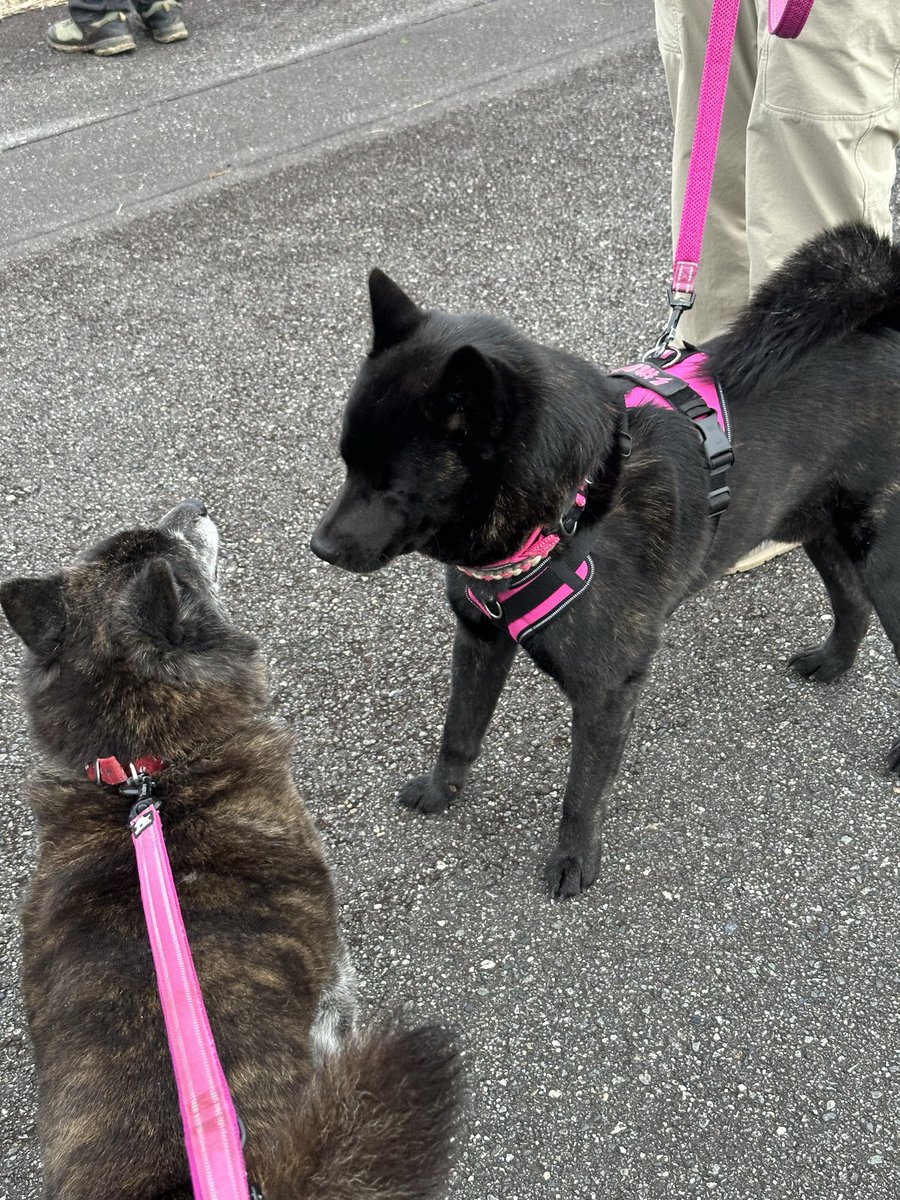 arrow poison tweet media