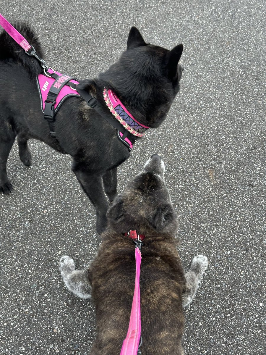 arrow poison tweet media