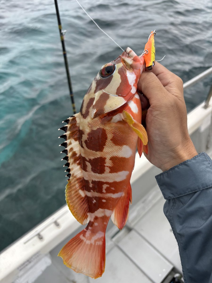 フィッシャーマンおちゃぴ🌺 tweet media