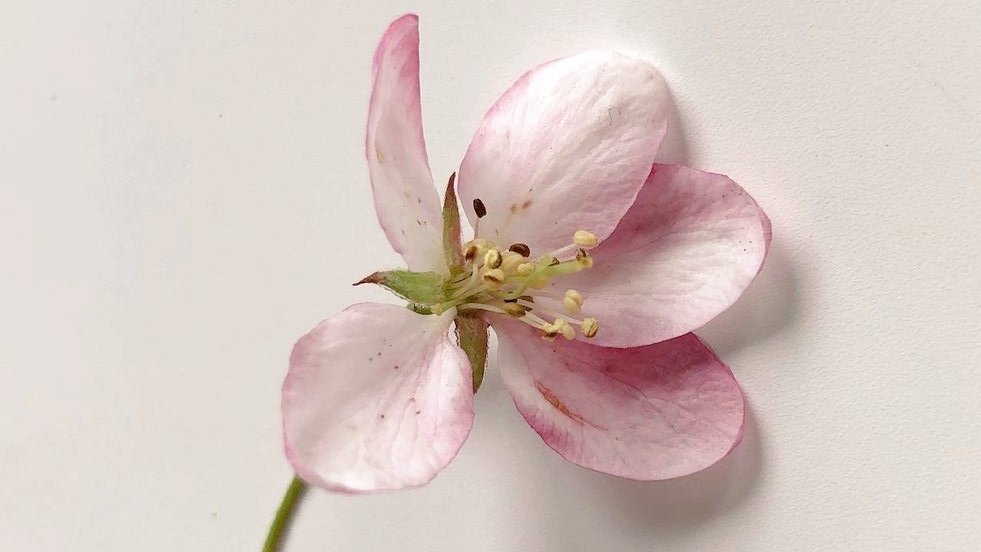 ͏͏͏͏͏͏͏͏͏͏͏ ͏͏͏͏͏͏͏ megumi, tweet media