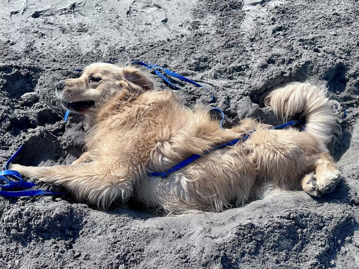 ShadowtheGolden's tweet photo. What bath? https://t.co/F8ycLhr7XR