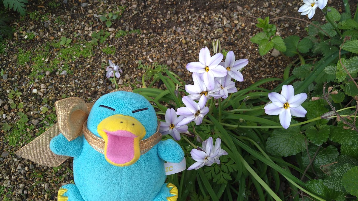 いこごろも@幸せの青いイコ tweet media