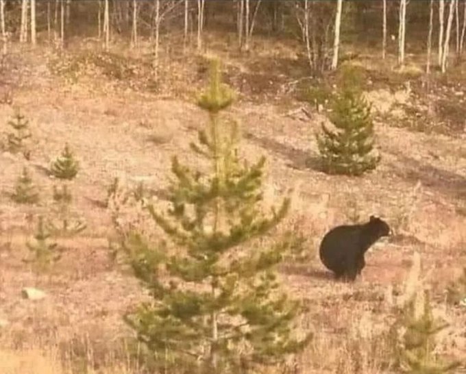 Trumplicans2024.com tweet media