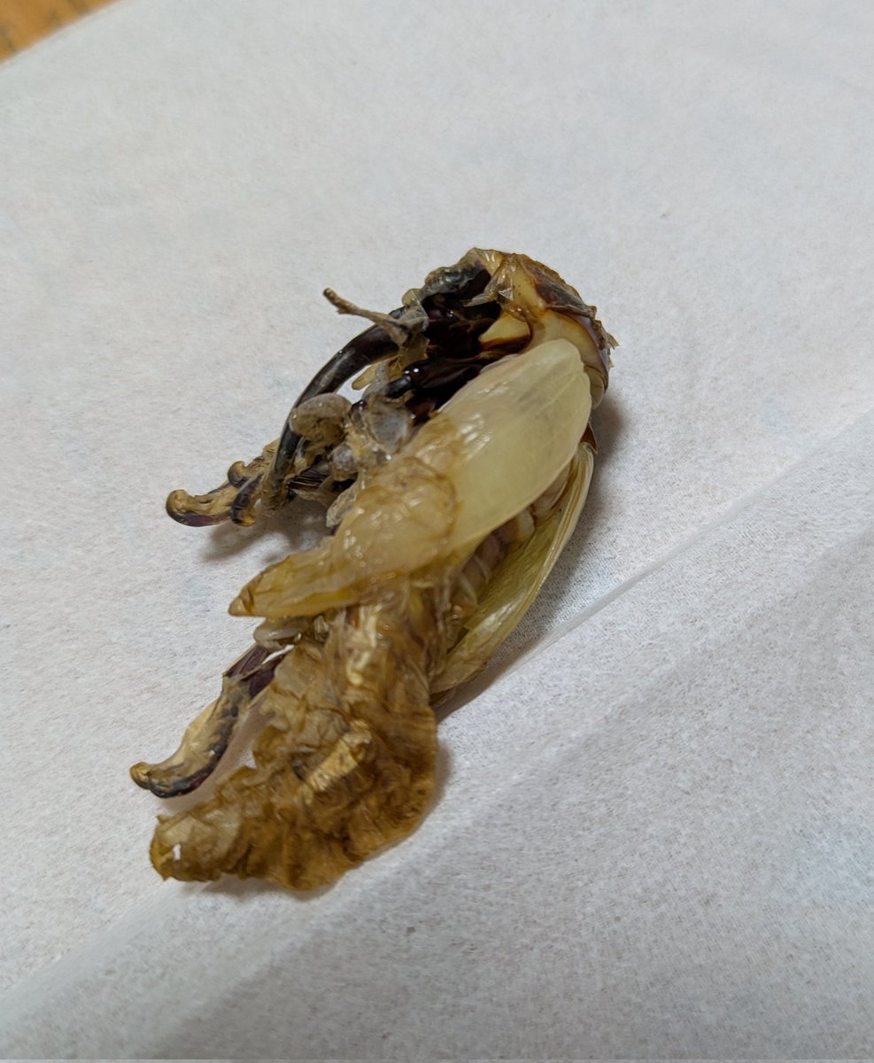 ヨシヒロ tweet media