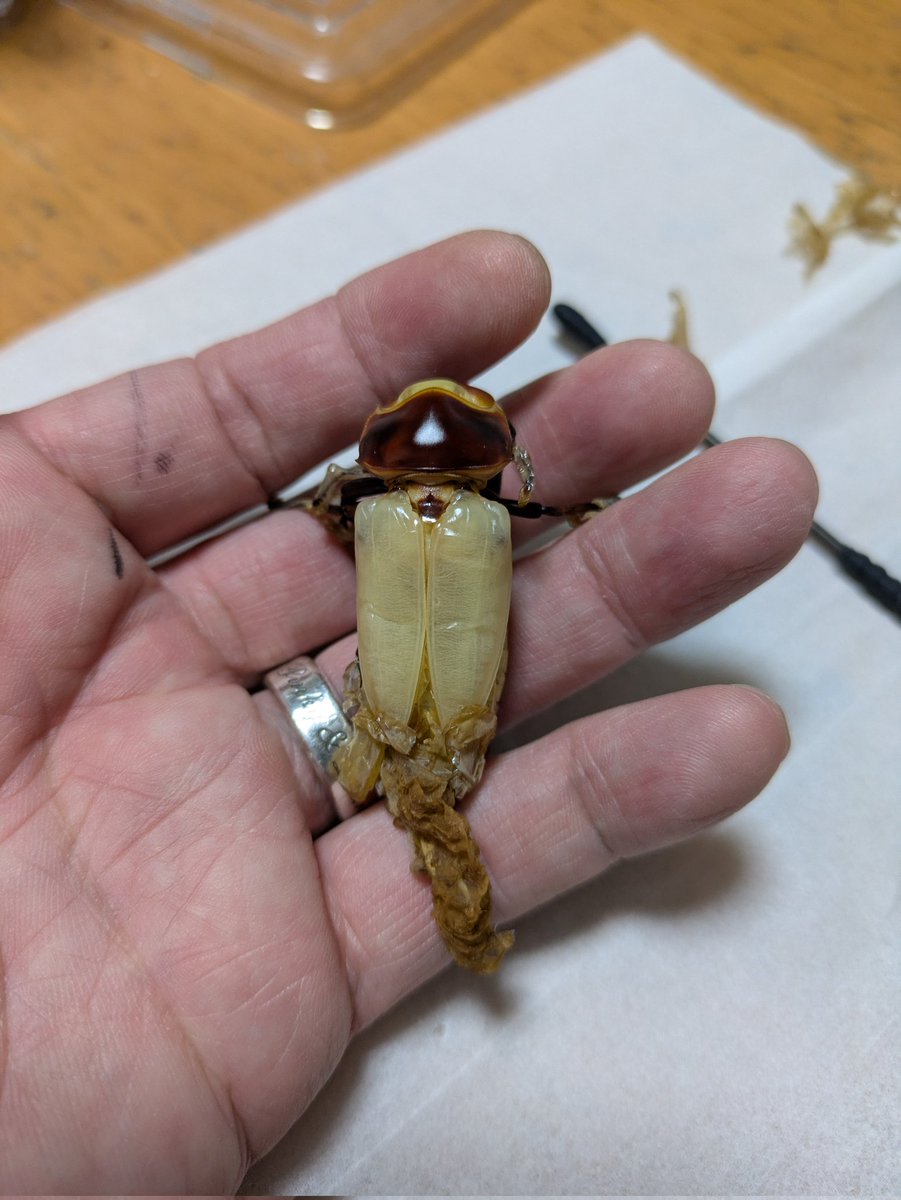 ヨシヒロ tweet media