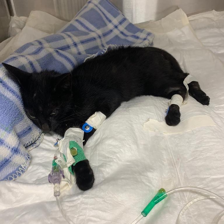 Mother Cat Rescue tweet media