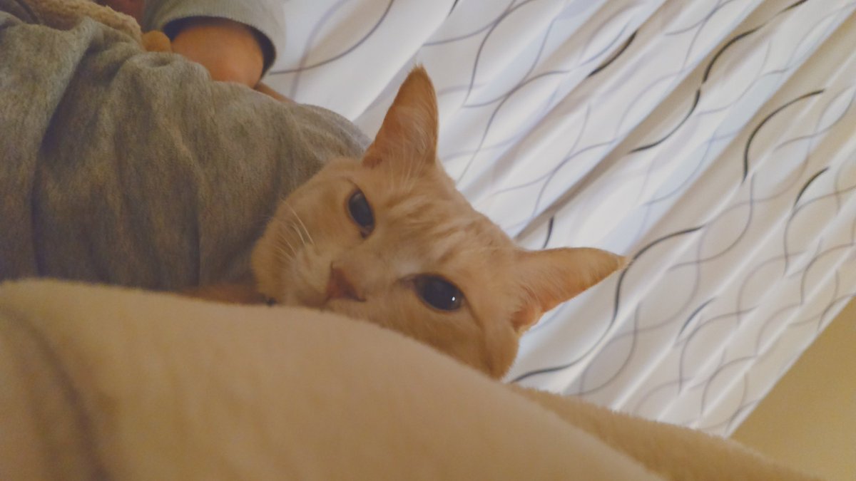 加賀ﾏﾈｼﾞｬ tweet media