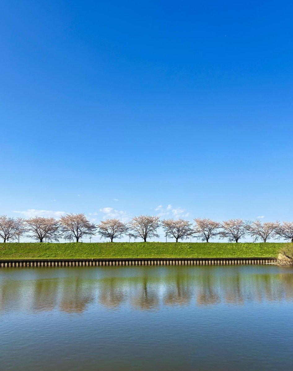 🍙ちくわ🐯⚾️🏟️ tweet media
