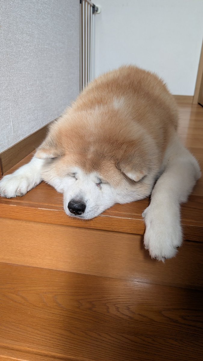 おとと tweet media