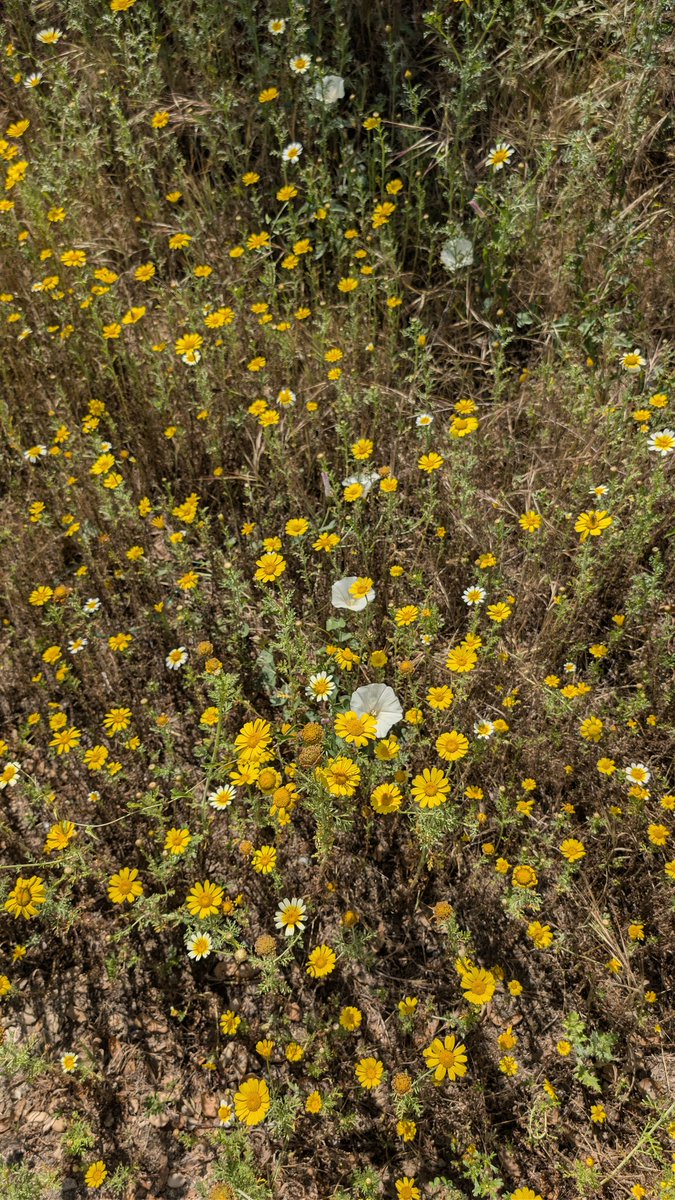 Pixel Veil tweet media