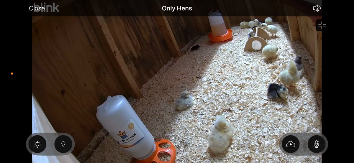 tpayne5544's tweet photo. Full house in the brooder. https://t.co/BGXkH0oYgz