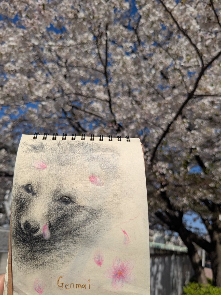 _dongrico（どんぐり子） tweet media