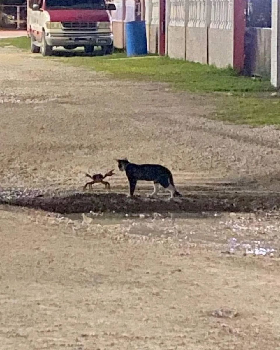 Punch Cat tweet media