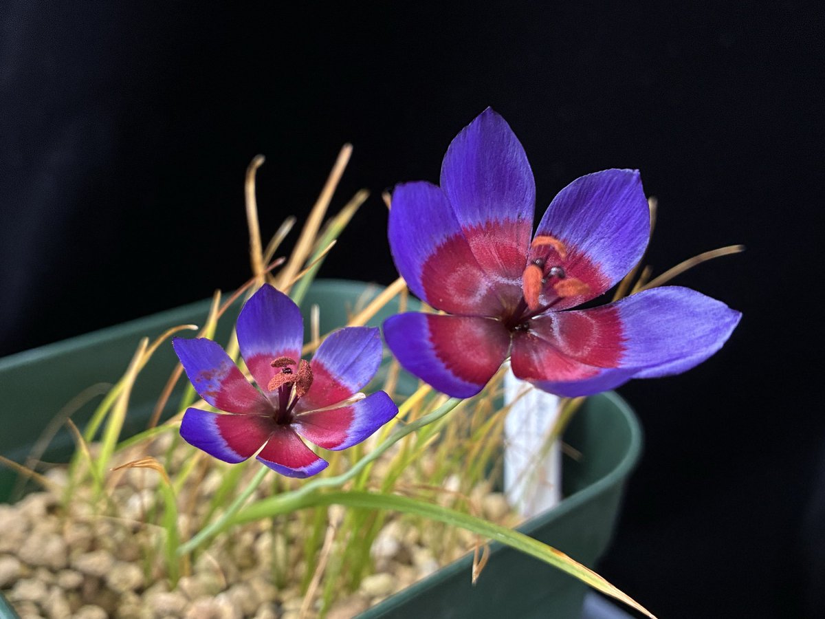 実生2年で開花しました。
エウリスティグマと激似ですが、こちらのほうが柱頭より雄しべの方が長く、白い模様も少なめに思います。

#Geissorhiza mathewsii

nyanyanyanyanko.com/plants/geissor…
