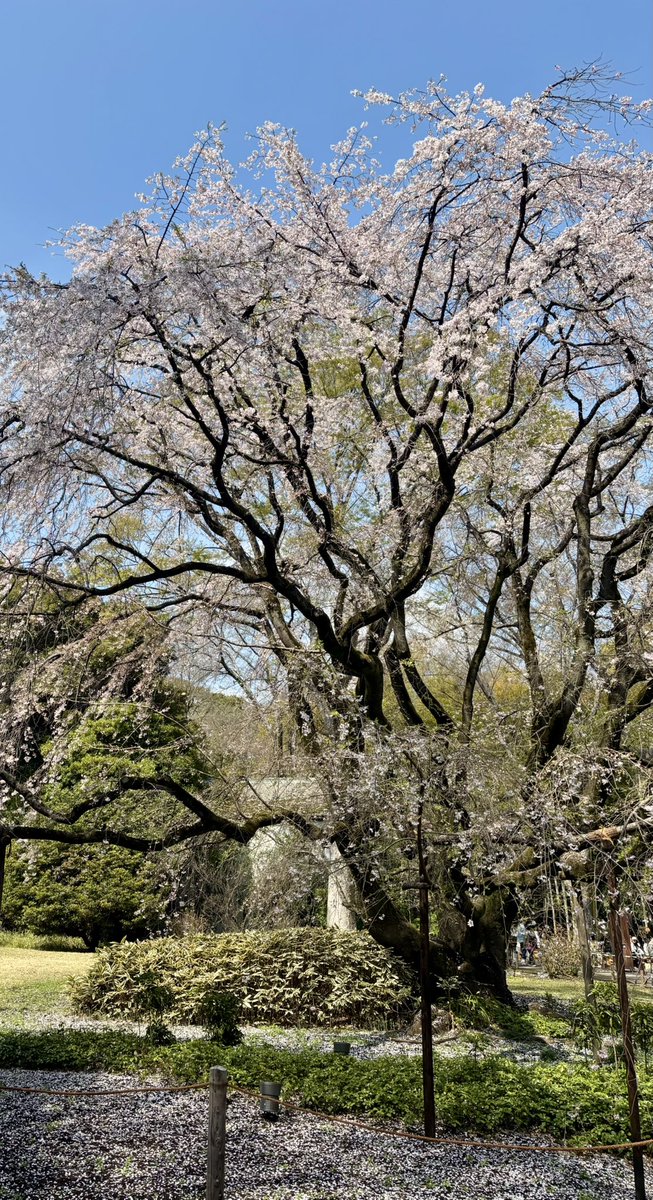 桜佳 (sayo)フルート奏者 tweet media