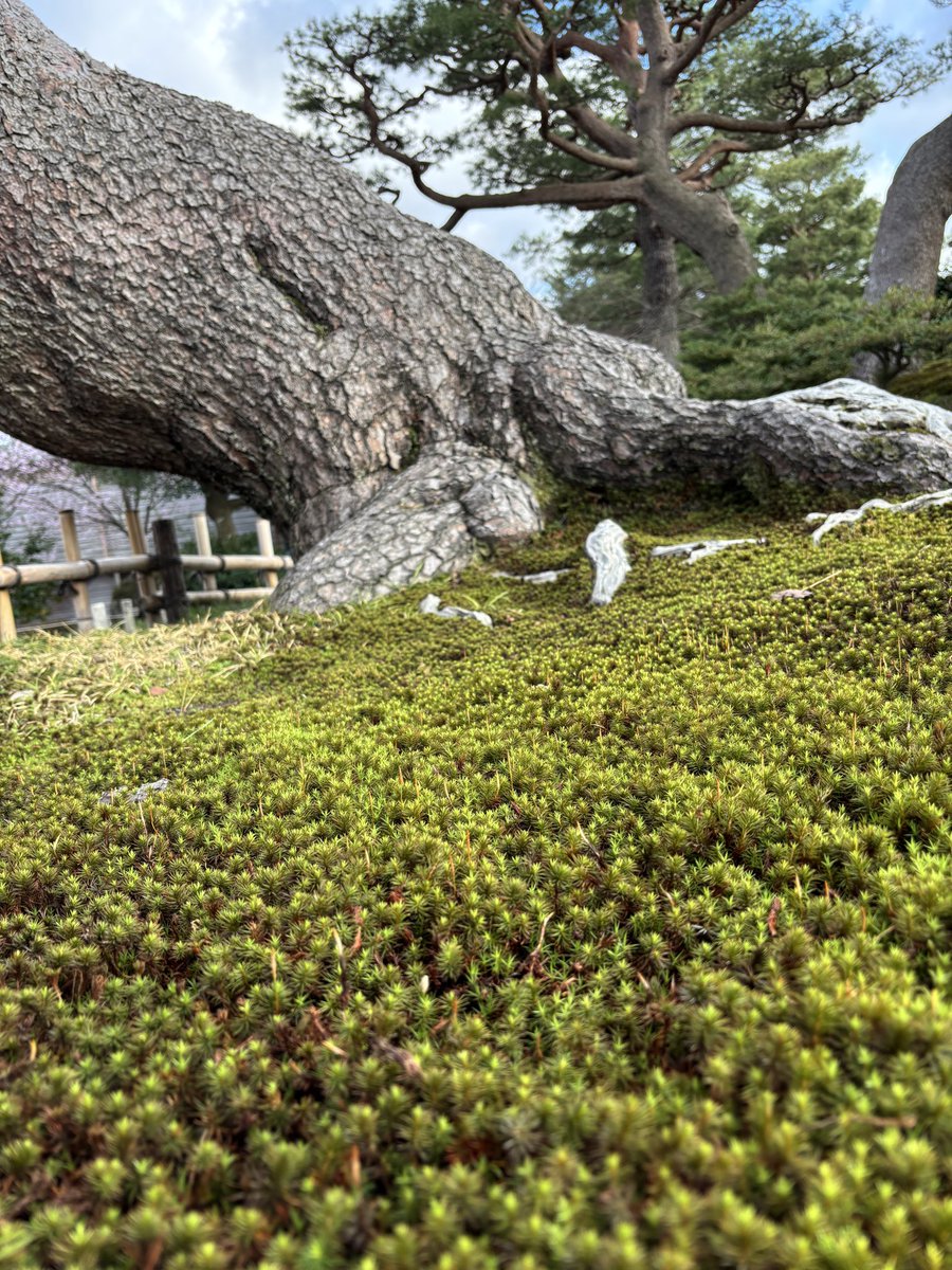 sakana kato tweet media