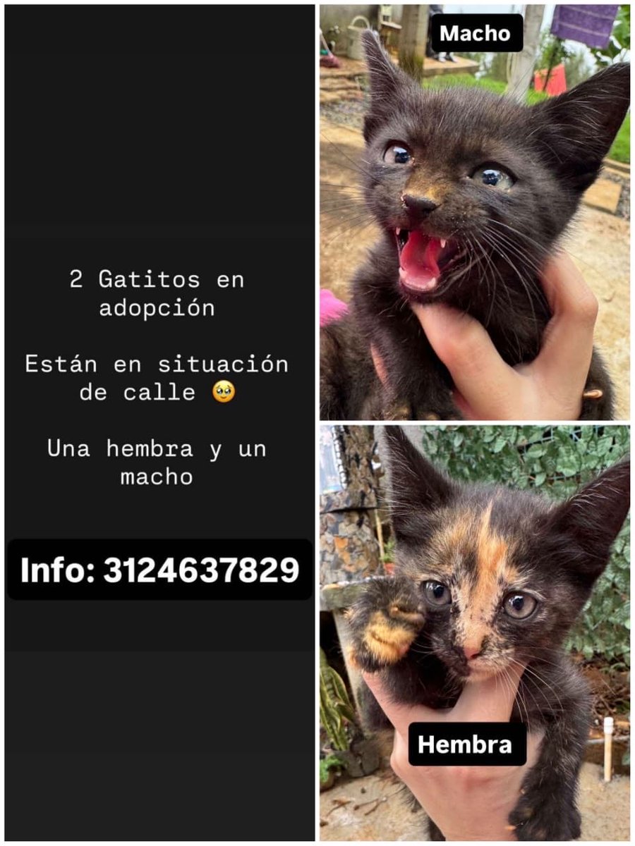 Papita Criolla ☻ tweet media