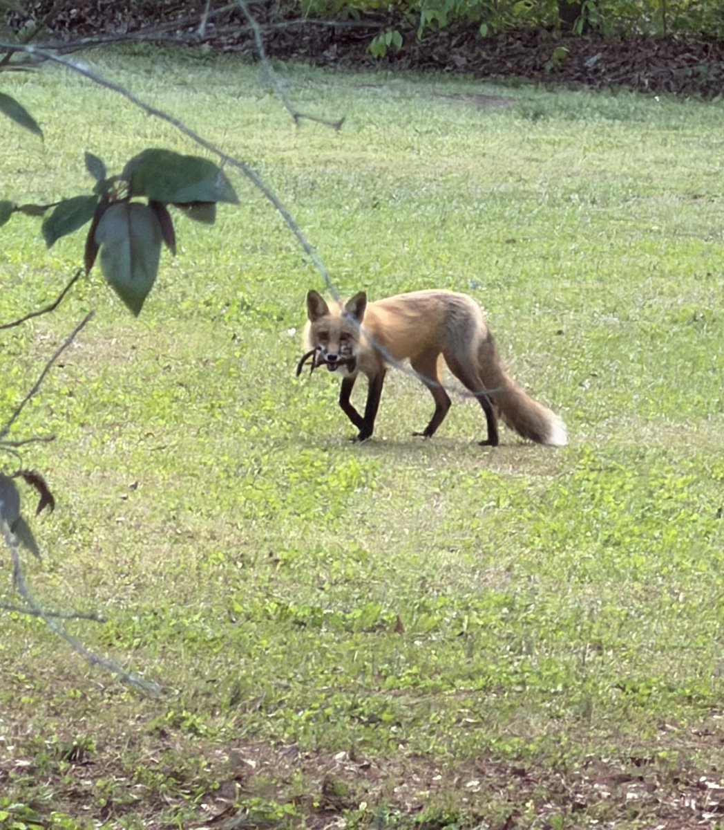 Fable🤍Vartist ✦Vtuber✦ SVA PA✦ tweet media