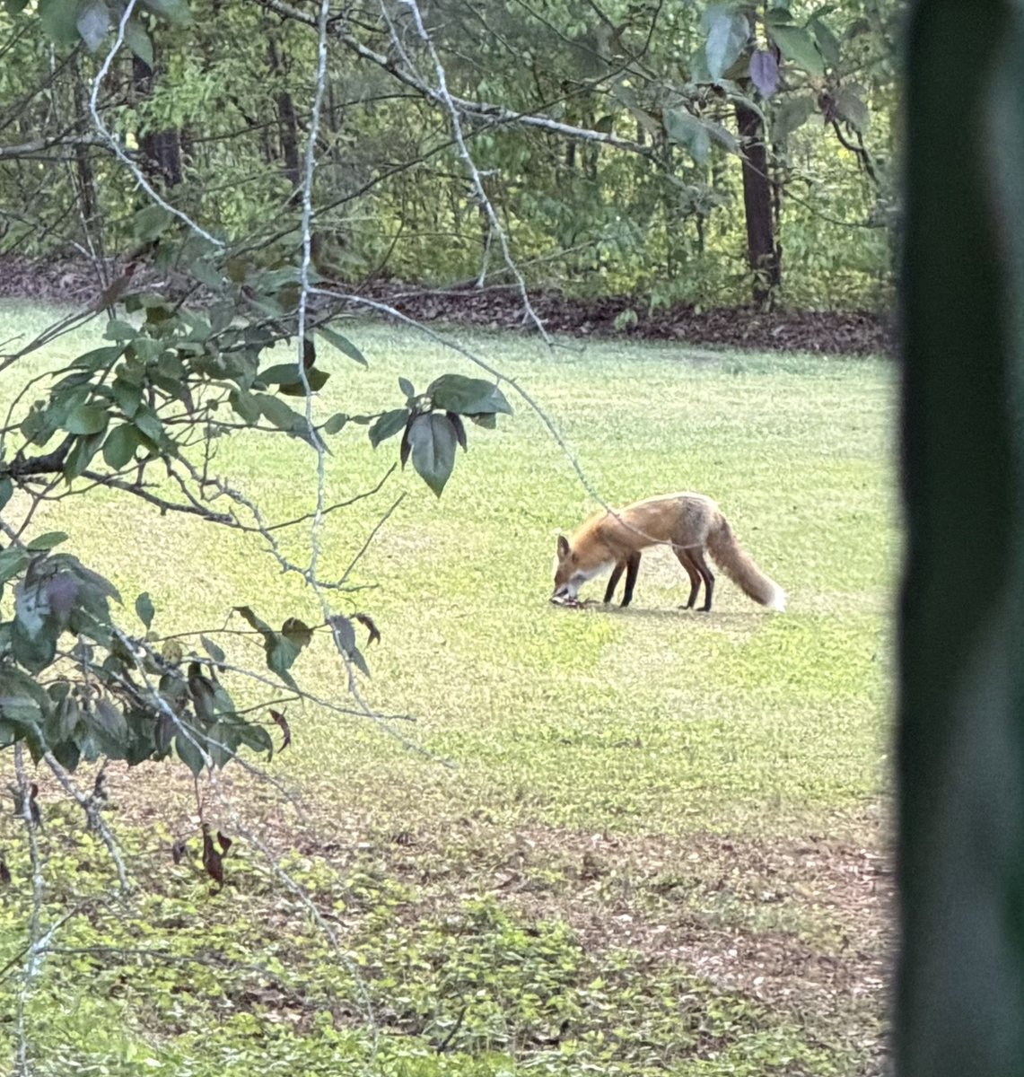 Fable🤍Vartist ✦Vtuber✦ SVA PA✦ tweet media