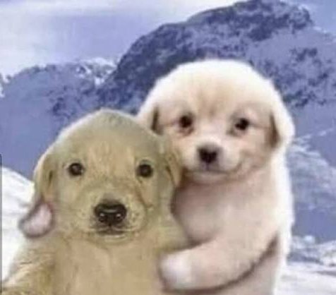 bob dylan da silva tweet media