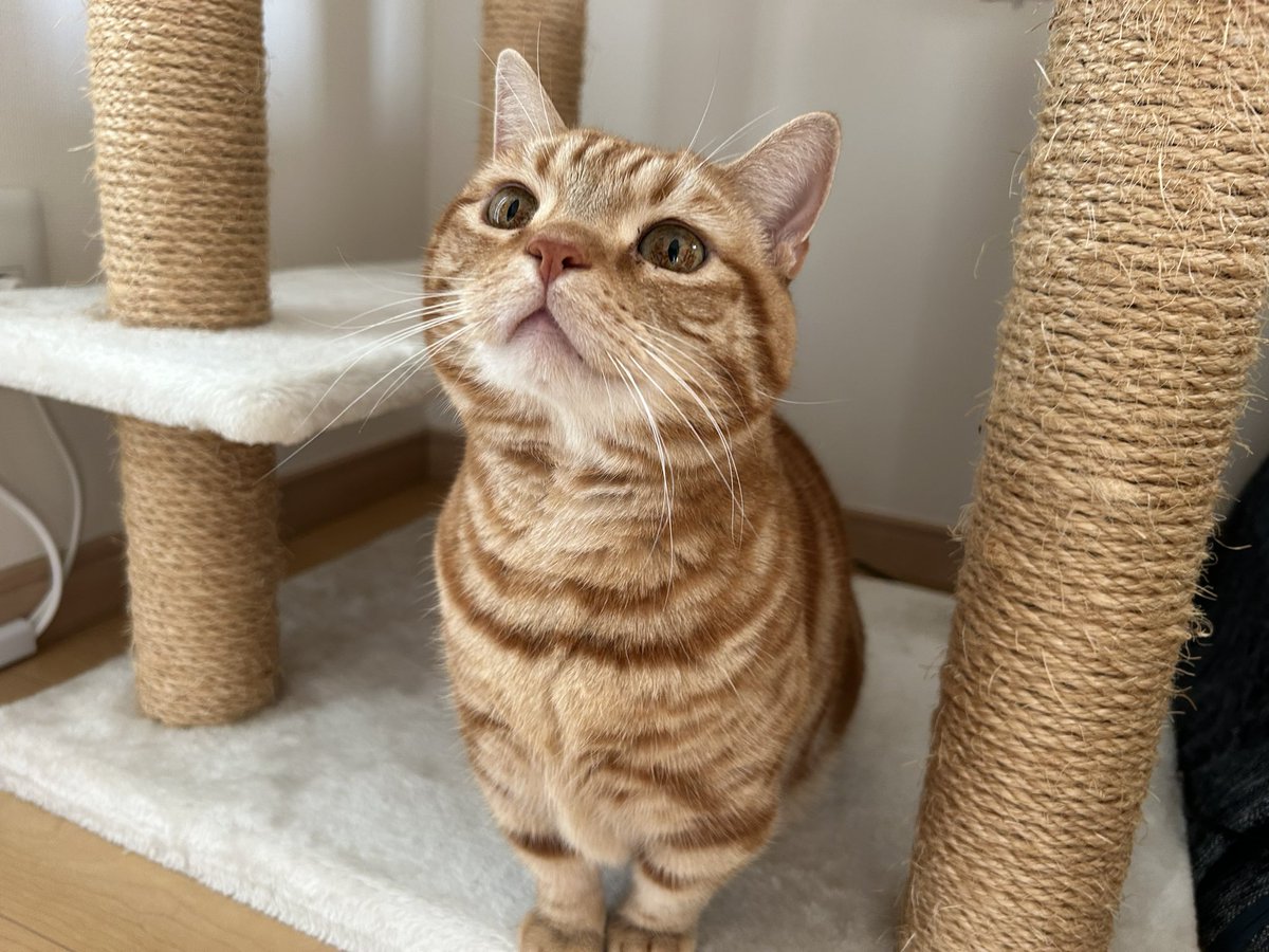 みとか⟭⟬ ⁷ ⟬⟭ ᴬᴿᴵᴿᴬᴺᴳ tweet media