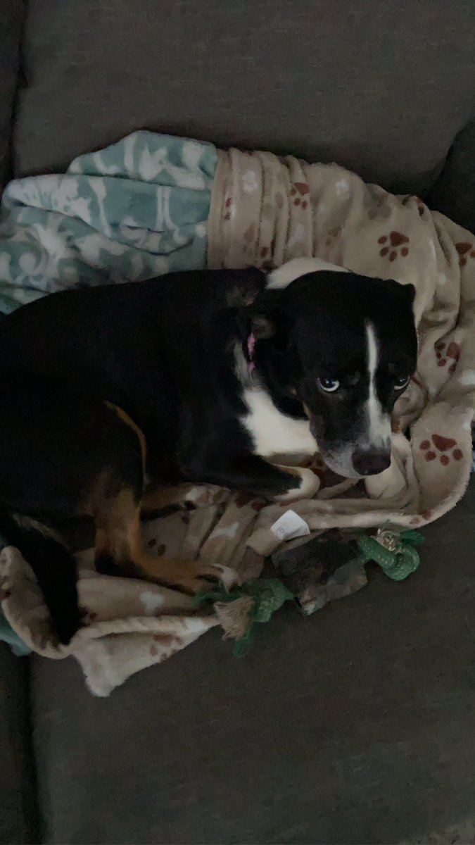 kyriel ꪆ୧ tweet media