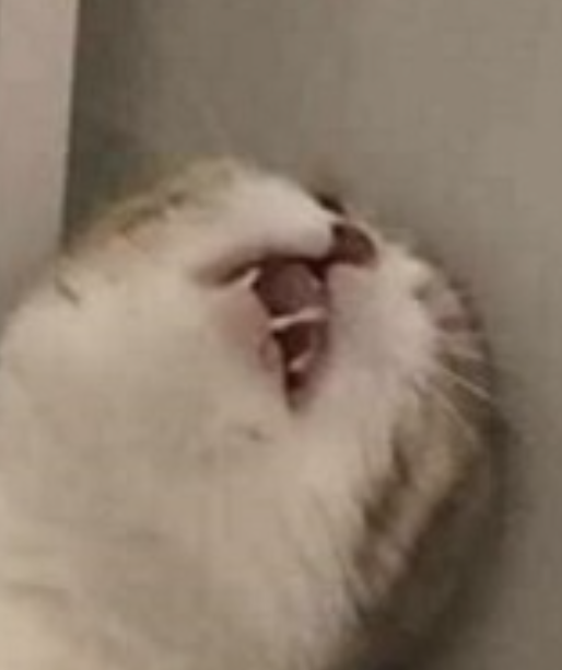 Rudolf von Flügel tweet media