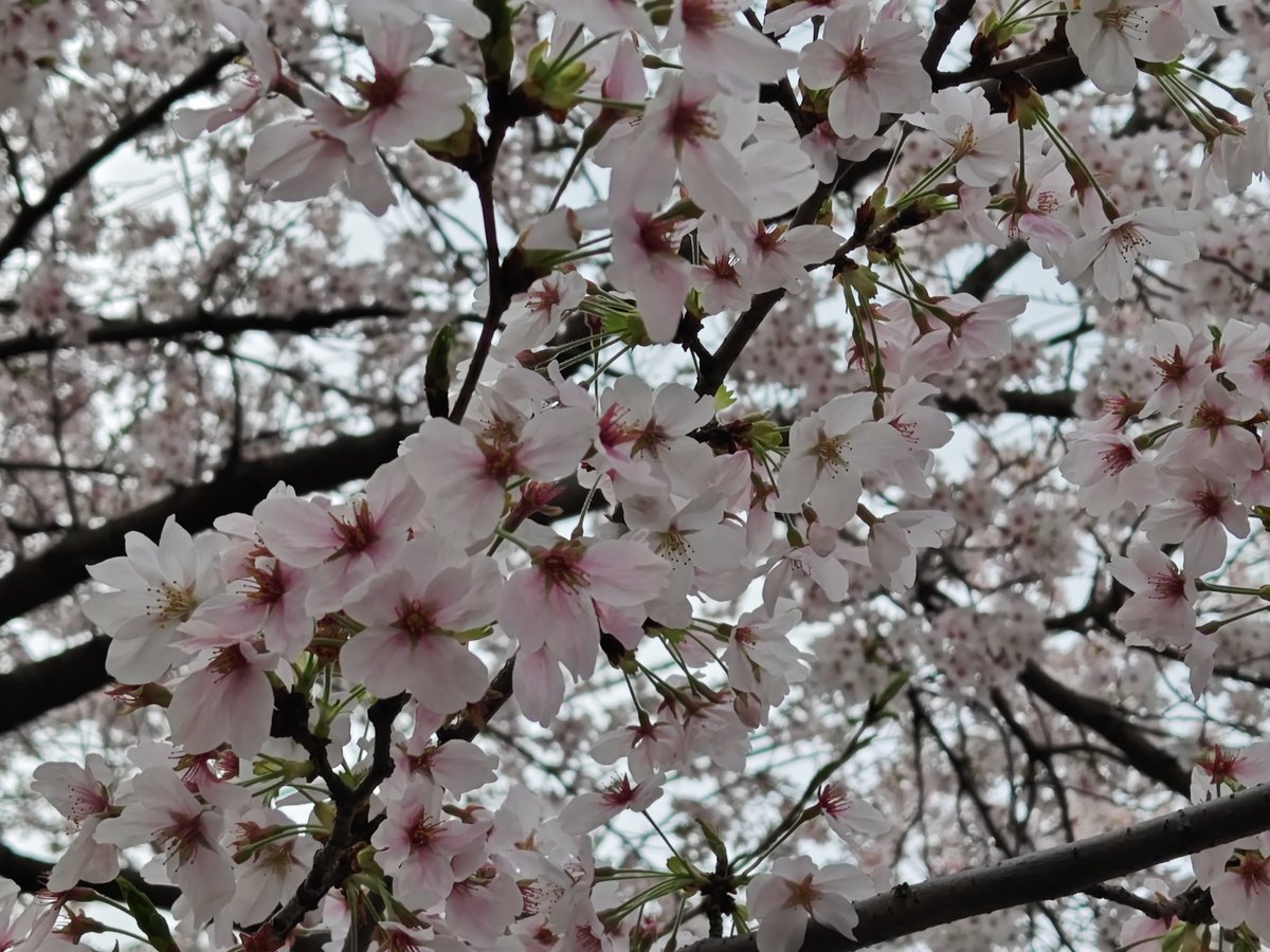 サーペント tweet media