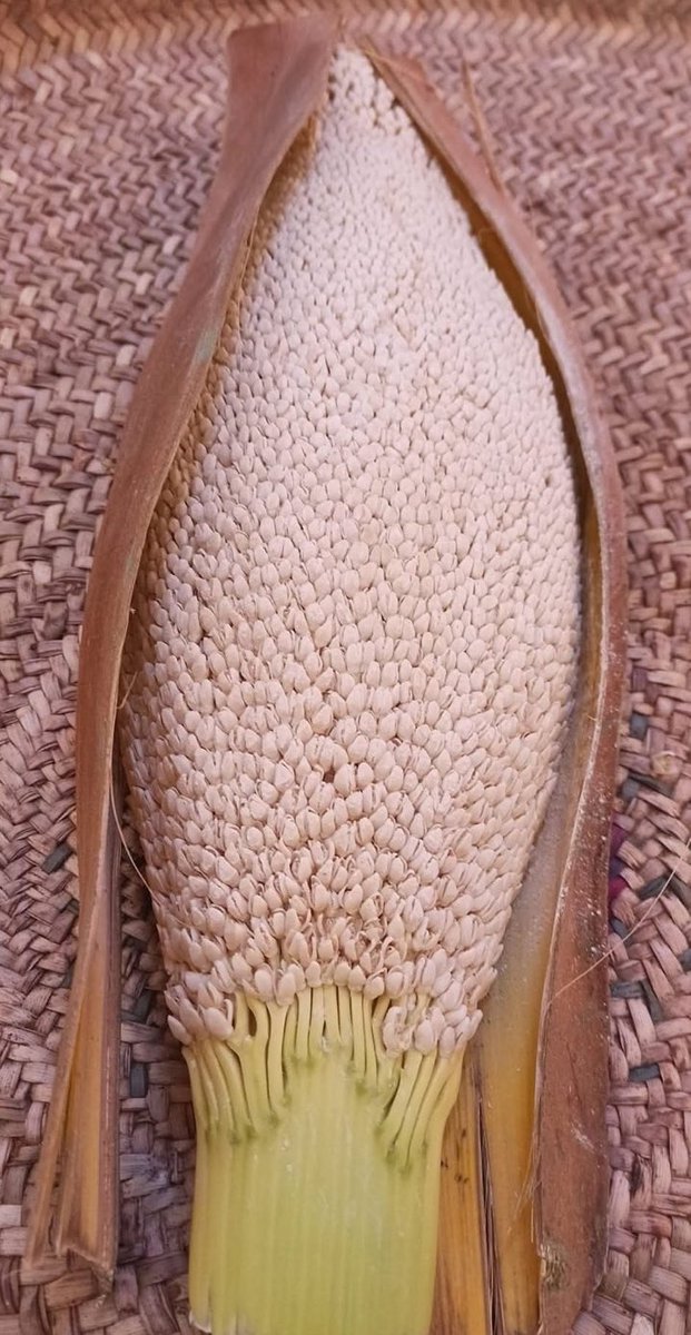 الانجليزية ببساطه tweet media