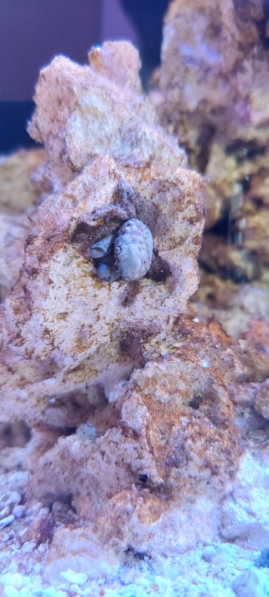 Cal Native Planted tweet media