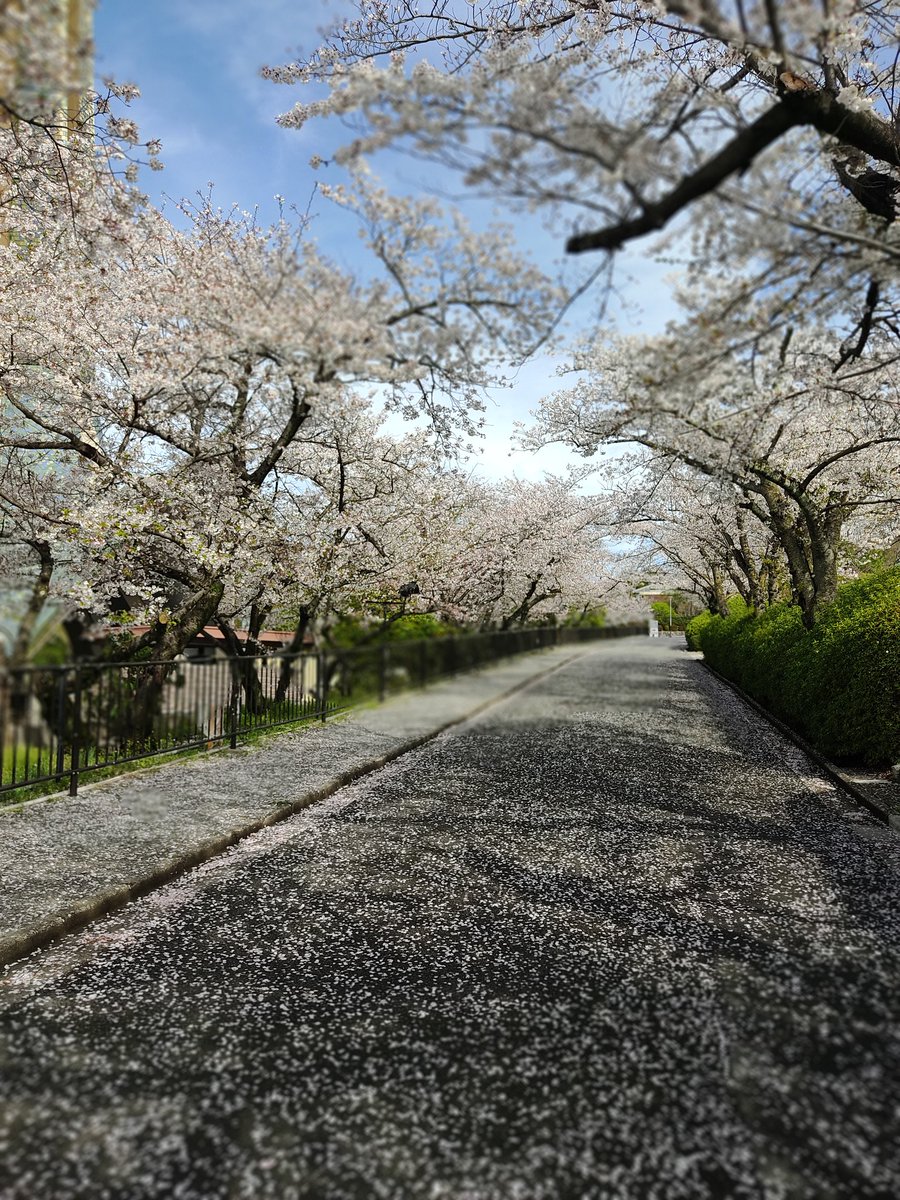 AmaroidoLady's tweet photo. 冥應寺（茨木辯天さん）にお参りに行って来ました😇💫桜が満開でした😄✨ https://t.co/CshUvL9cF5