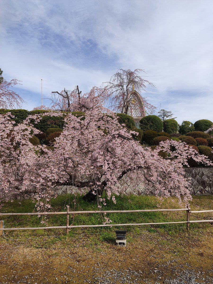 AmaroidoLady's tweet photo. 冥應寺（茨木辯天さん）にお参りに行って来ました😇💫桜が満開でした😄✨ https://t.co/CshUvL9cF5