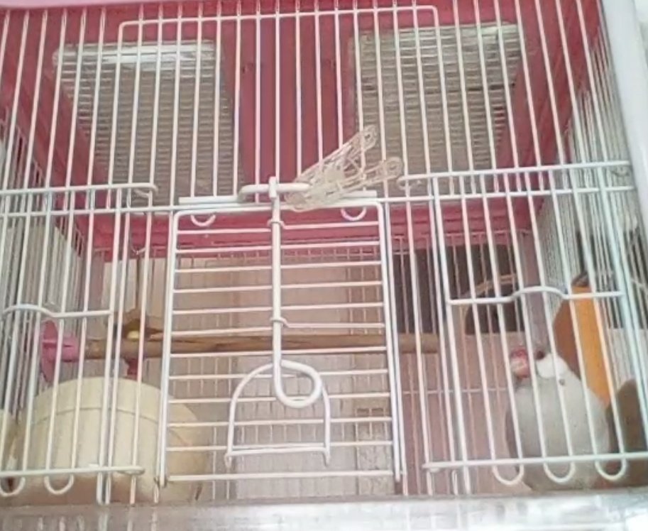 【無敵のイケメン文鳥】ブーケ🪽🌹 tweet media