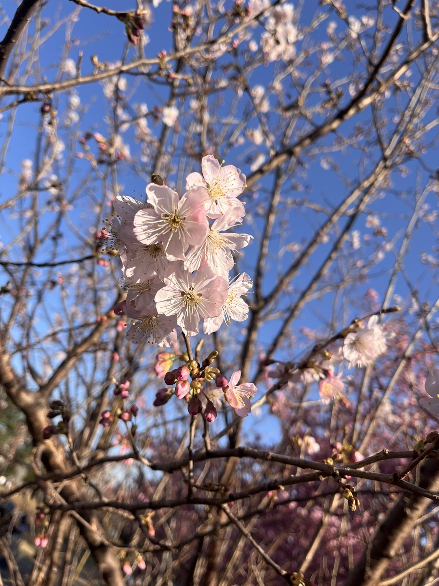 いせひなた tweet media