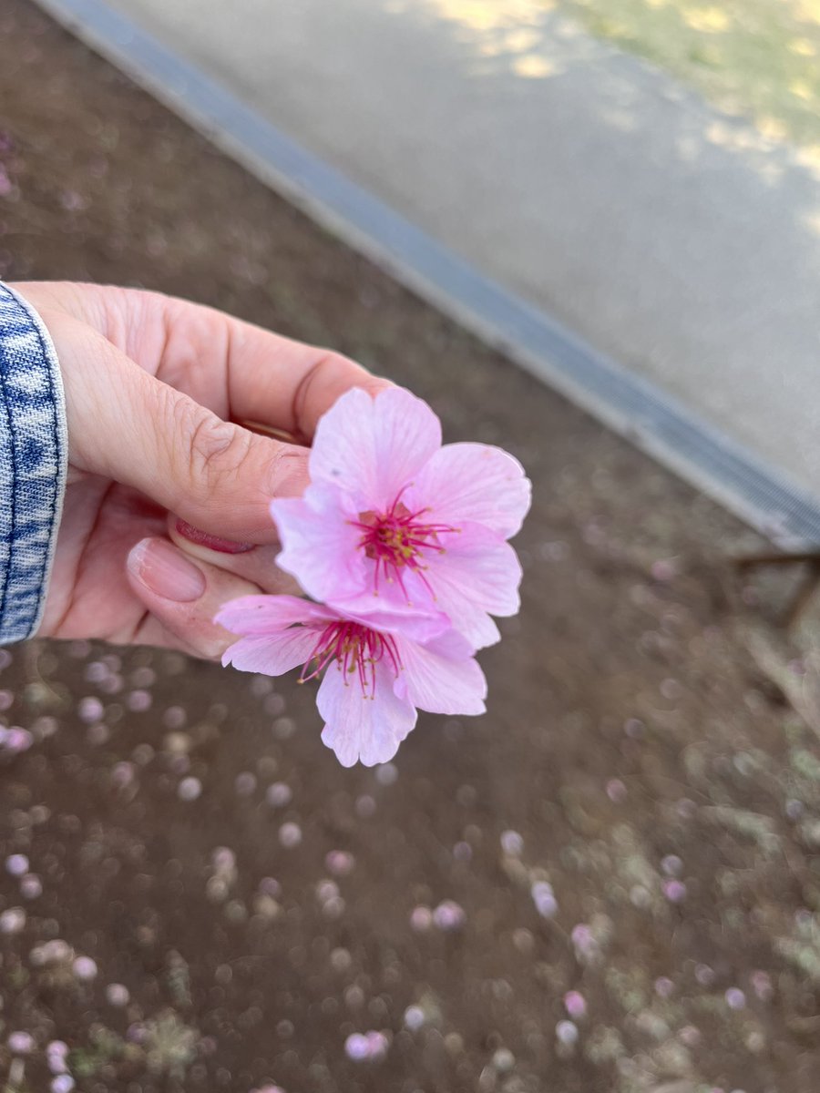 いせひなた tweet media