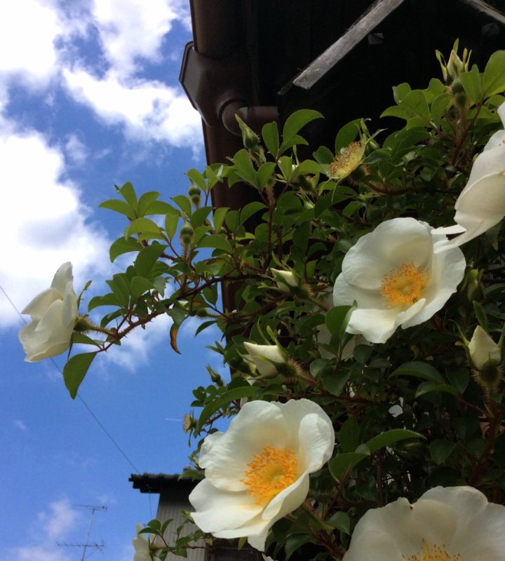 robichihi8827's tweet photo. おはようございます〰♪
  #ナニワノイバラ
 ゆったり優しい休日を🙂
 #キリトリセカイ https://t.co/4Dm5npk4Jn