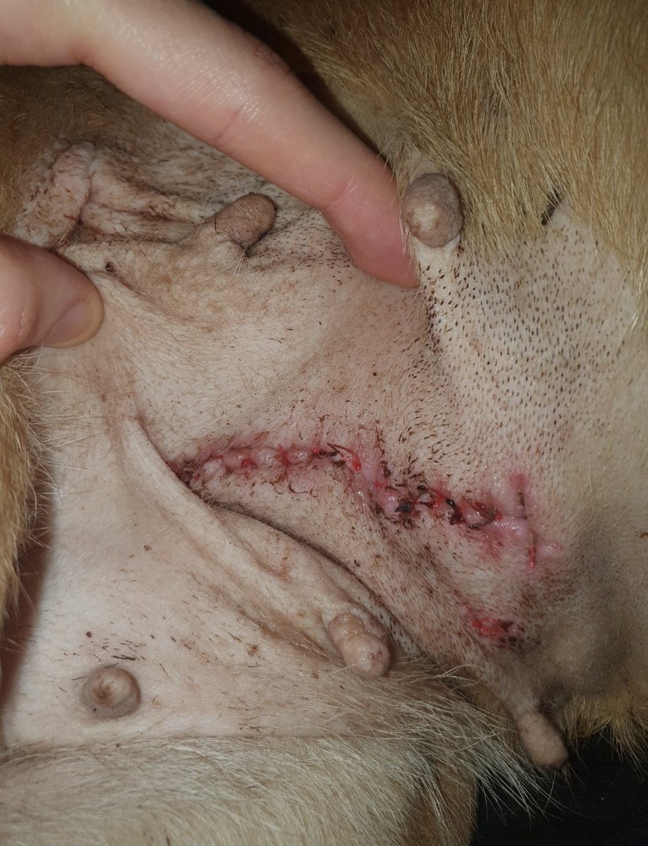 Traductor 🥹💕💐 tweet media