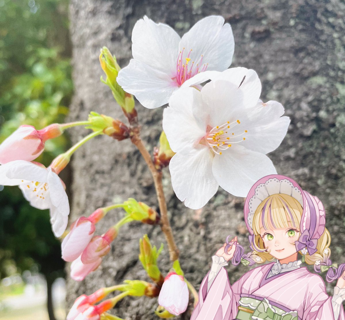 水戸とうる🌼🫖3/22歌みた公開ꕤ…˖* tweet media