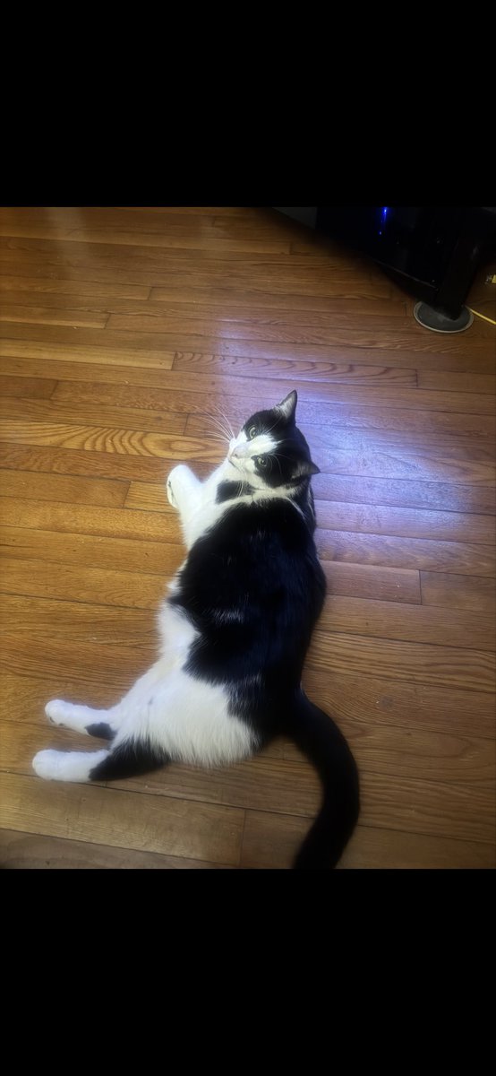 TreyK704's tweet photo. @kanyewest Kanye, you are the man. I am devastated because my cat is missing. I thought that maybe I could find her if you retweeted this for me. I live in Dallas NC and her name is Tilly.  If for some reason you were to see this and help me out, I would be eternally grateful https://t.co/S8xdonQAxE