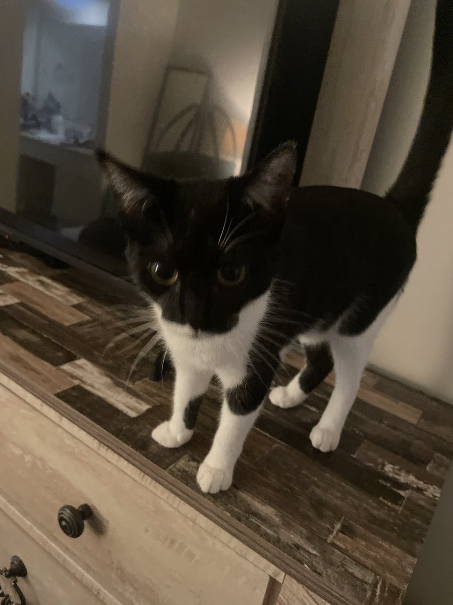 › mika tweet media