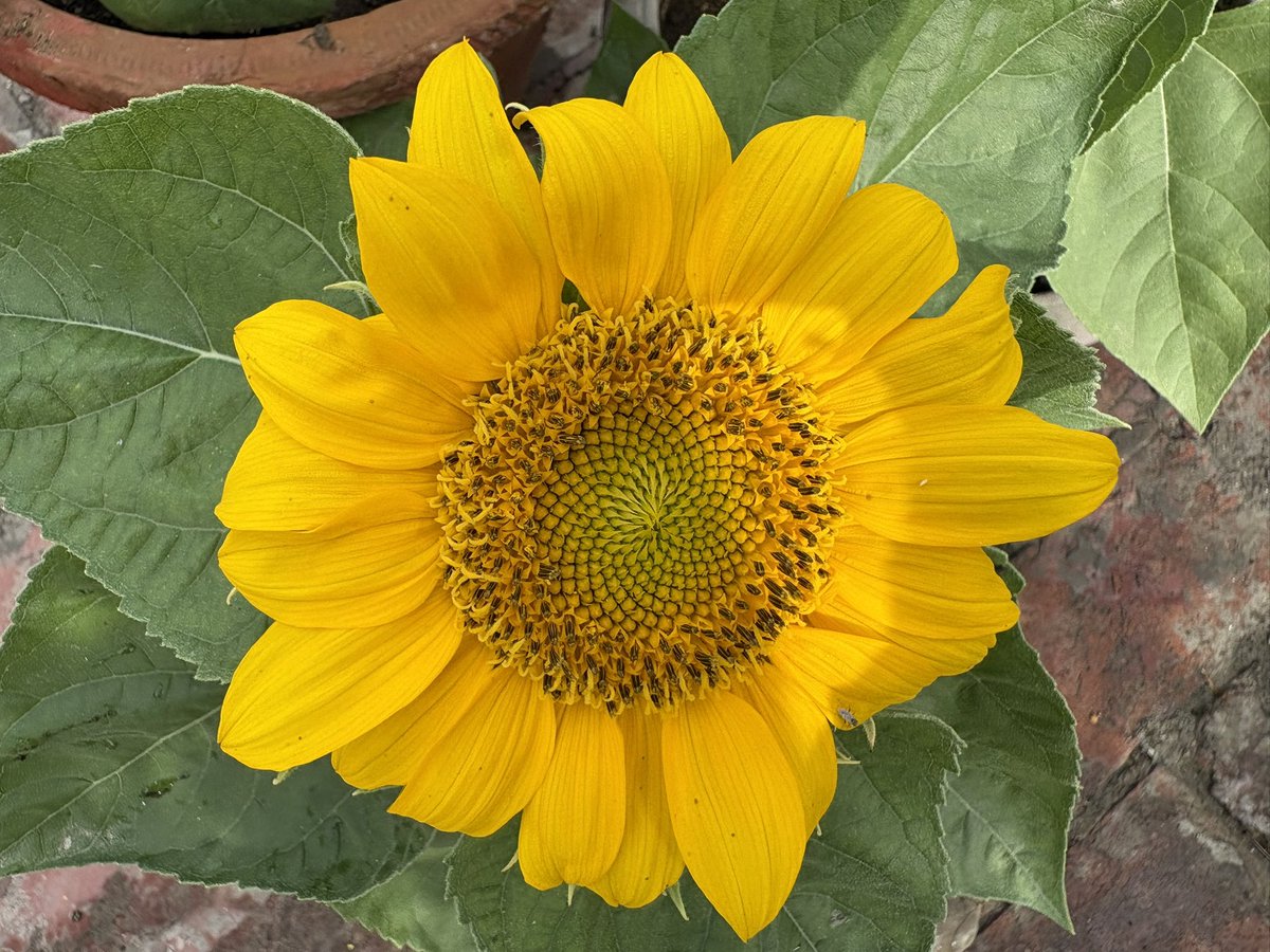 Lavendermist15's tweet image. Wishing you joy, peace, and a blessed #Easter Sunday 

#sundayyellow #sunflower 🌻🪺🐇🌷🤍