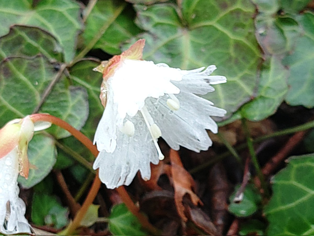 こひろー🍡 tweet media