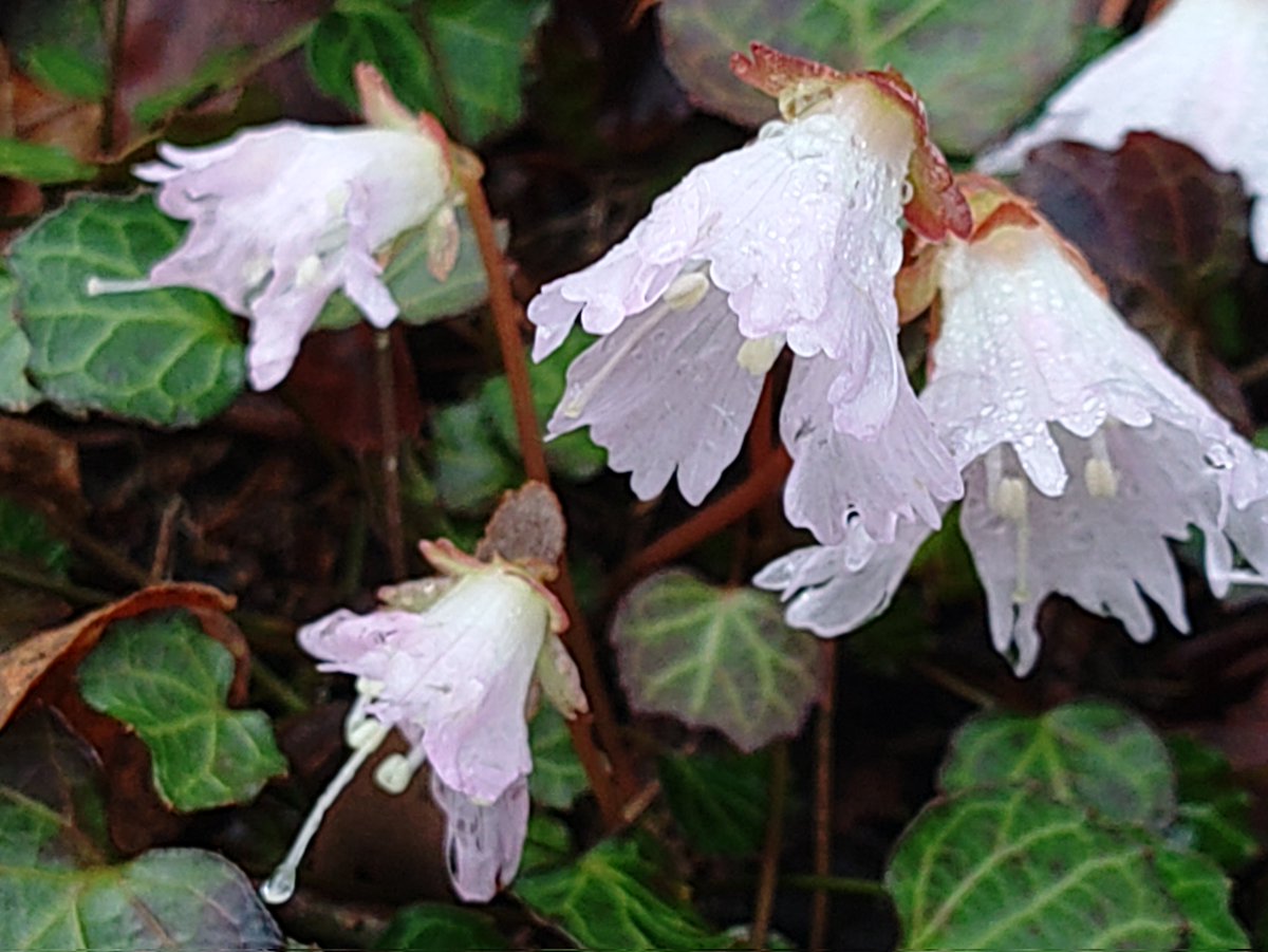 こひろー🍡 tweet media