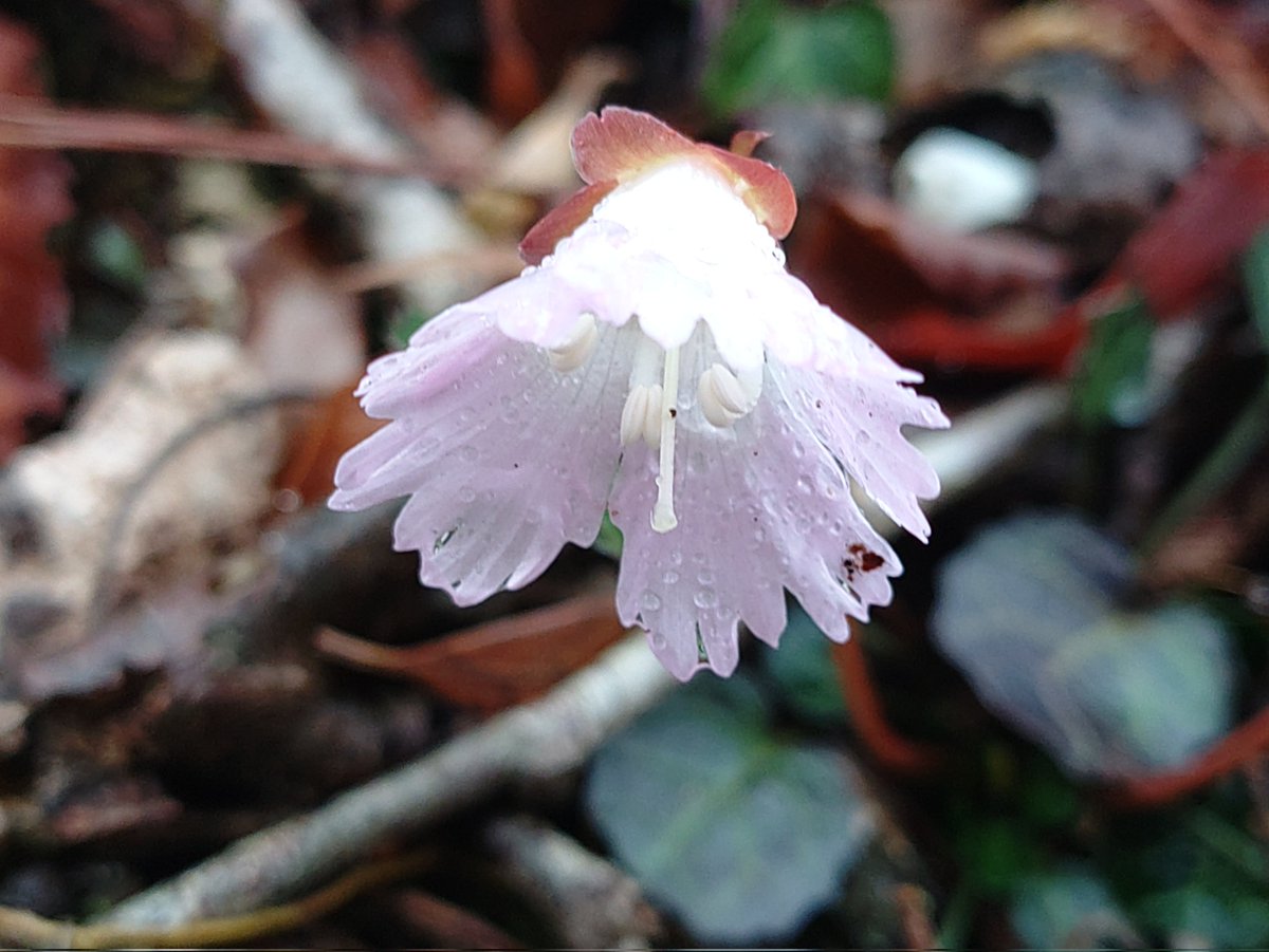 こひろー🍡 tweet media