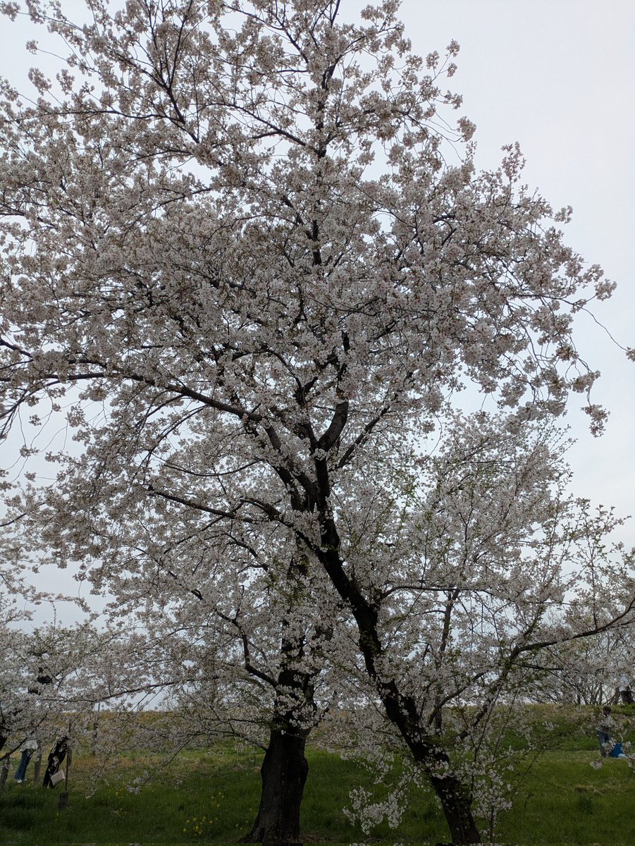 foursimai1964's tweet photo. #桜土手

気球で上空から花見
熊谷市もやるね！

#熊谷市
#桜 https://t.co/WGjPbSSWib