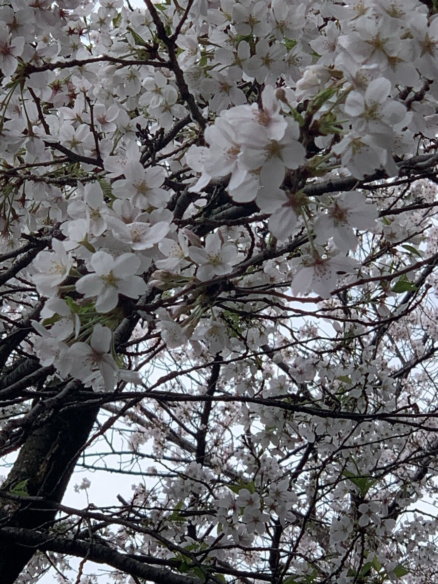 パフェ♬*° tweet media