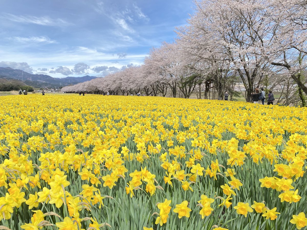岩井親水公園開花状況 (2026年4月5日) 水仙ー見頃 桜ー見頃 すいせん