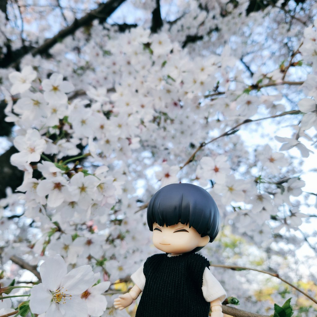 erushi's tweet photo. Belated travel thread for the long weekend!

Off to Kyushu, coincidentally just in time for the peak of cherry blossom season \o/ https://t.co/iu9TaixA77
