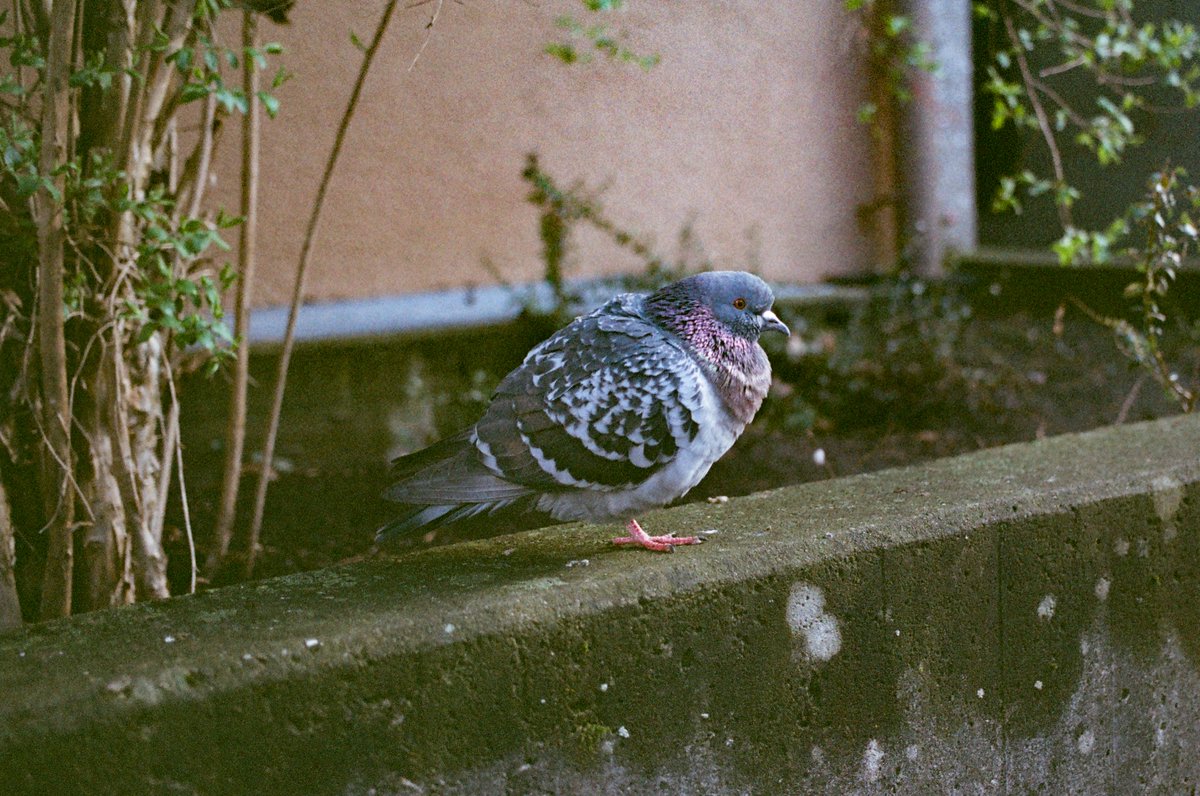 ChromoMomo tweet media