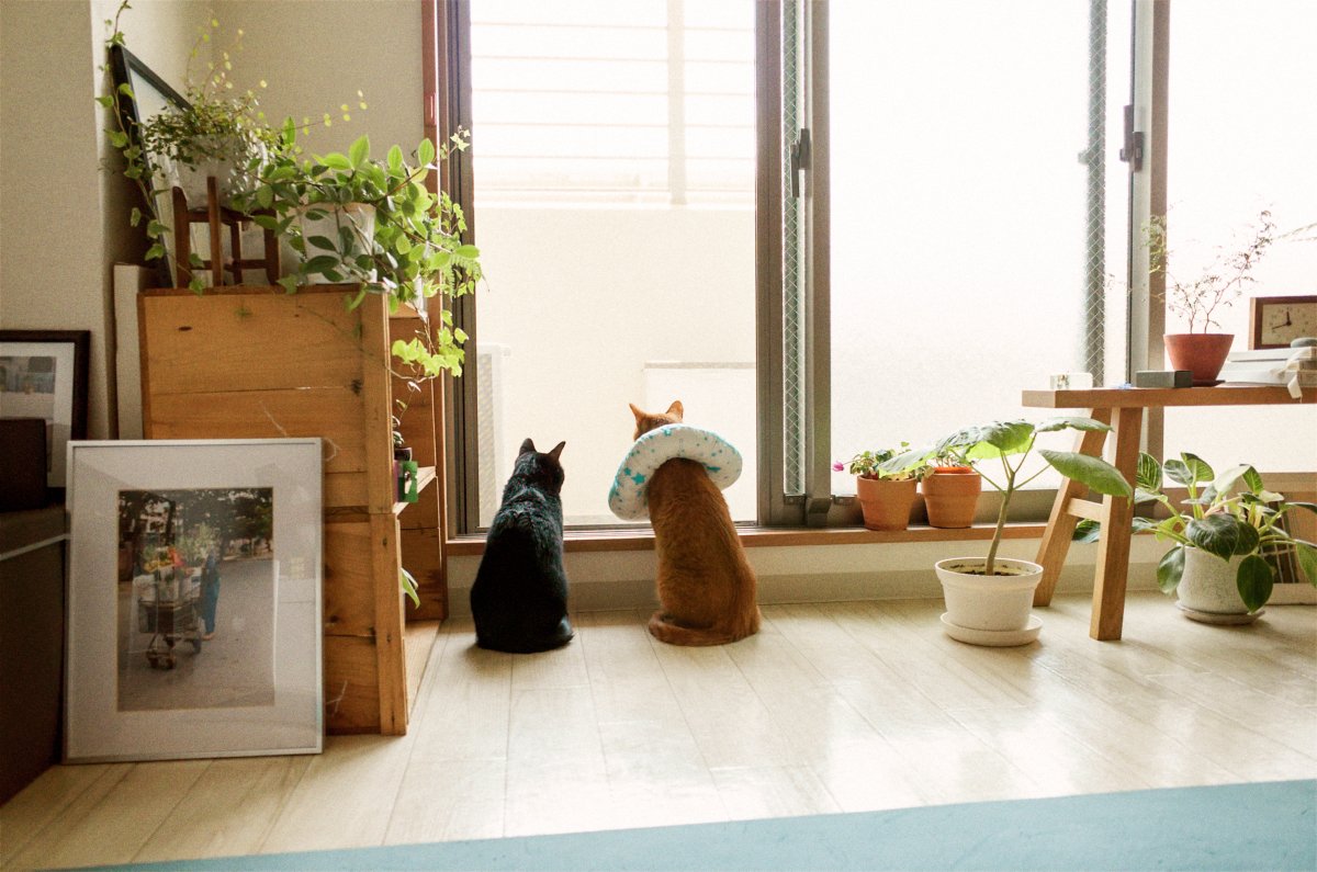 オオツキ トシアキ tweet media